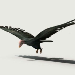 Kondorvogel 3D-Modell
