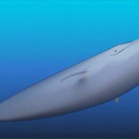 مدل سه بعدی نهنگ آبی