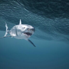 Underwater Shark 3d-modell