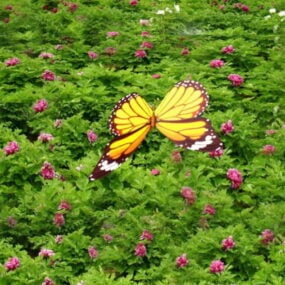 Animoitu Butterfly 3D-malli