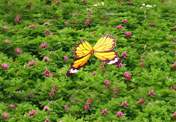 Animated Butterfly Free 3d Model - .Max - Open3dModel