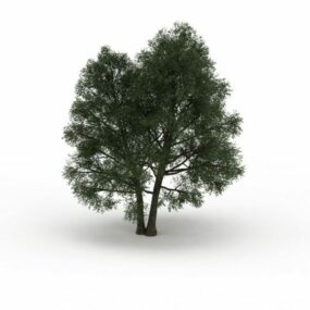 Παλιό Ash Tree τρισδιάστατο μοντέλο
