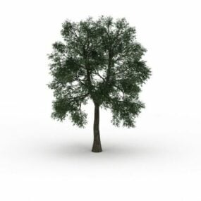 Cedar Elm Tree דגם תלת מימד