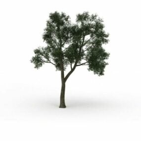 نموذج الشجرة الكبيرة ثلاثي الأبعاد