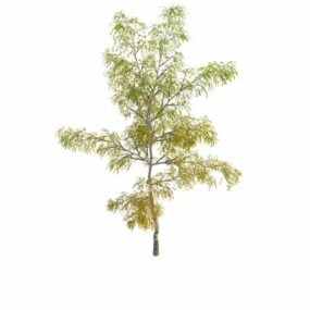 European Birch Tree 3d model