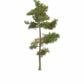 Model 3d Pinus Rusia