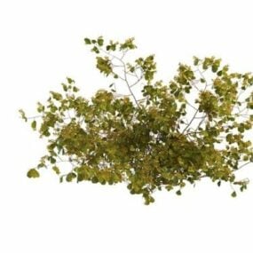 イエローベリーの茂み3Dモデル