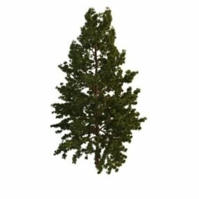 Model 3d Pokok Pine Putih Utara