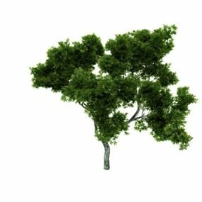 Modelo 3d de árvore de bordo ornamental