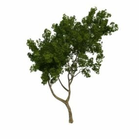 Małe drzewo na podwórku Model 3D