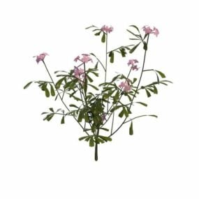 Pink Flowering Herb 3d model