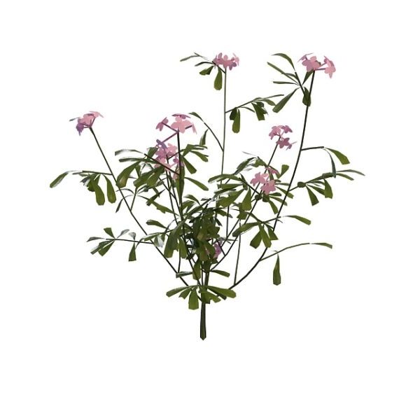 Pink Flowering Herb