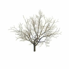 نموذج شجرة الشتاء العارية ثلاثي الأبعاد