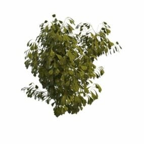 Poplar Tree Branch 3d model