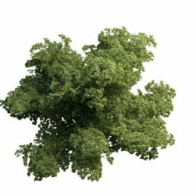 Thick Dwarf Tree 3d model