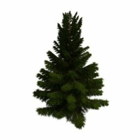 Coniferous Pine Tree 3d-modell