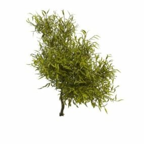 Model 3d Cabang Pohon Willow