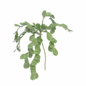 Round Leaf Herb 3d model