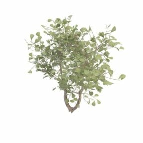Bredbladiga Evergreen Tree 3d-modell