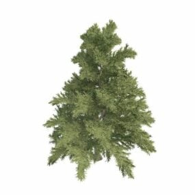 Dwarf Coniferous Tree 3d model