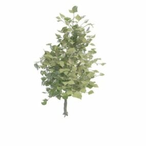Small Evergreen Tree 3d model