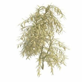 Τρισδιάστατο μοντέλο Evergreen Weeping Willow