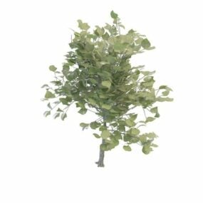 نموذج ثلاثي الأبعاد لشجرة دائمة الخضرة صغيرة