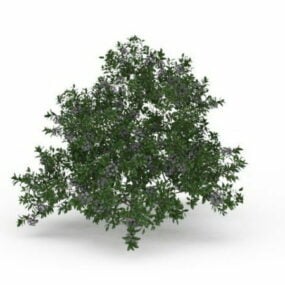 夏の開花低木3Dモデル
