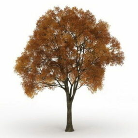 Árvore velha com cores de outono Modelo 3D