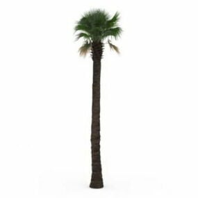 Grand palmier en éventail modèle 3D