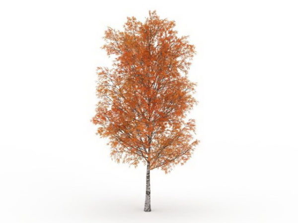 Autumn Poplar Tree