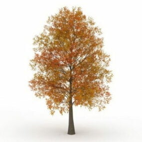 Autumn Poplar Tree 3d model