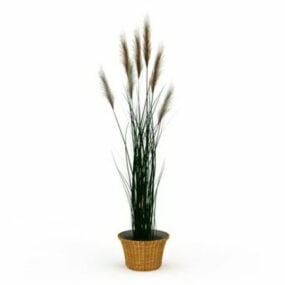 Potted Reed Grass 3d-modell