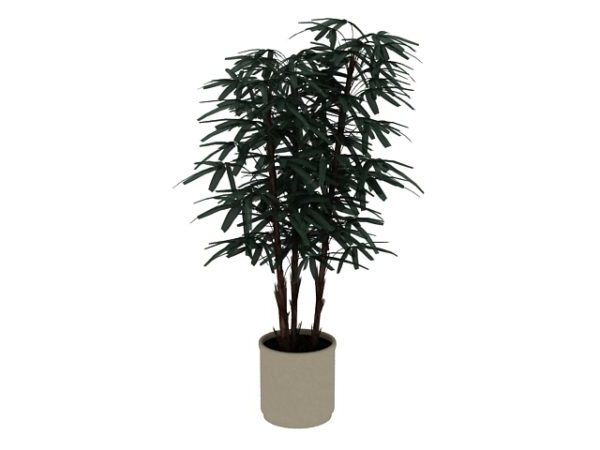 Potted Bamboo Plant