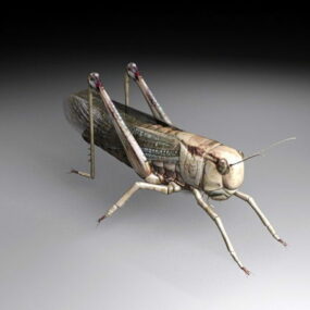 蝗虫昆虫3d模型