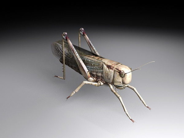 Locust Insect