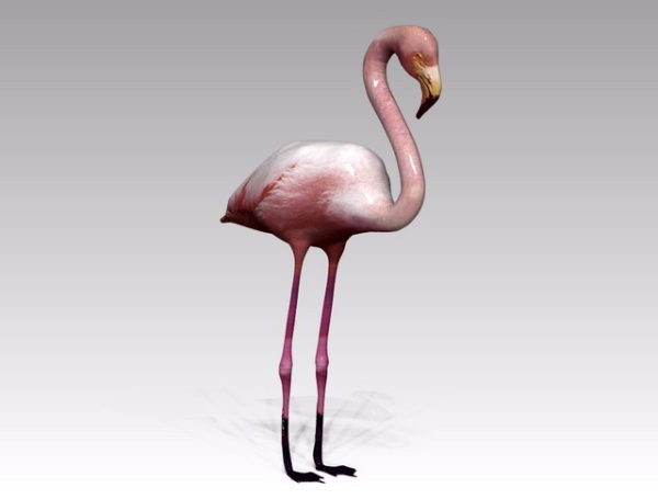 Éan Flamingo