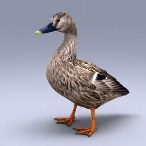 Domestic Duck 3d model