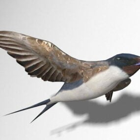 Swallow Bird 3d model