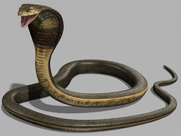 킹 코브라 뱀