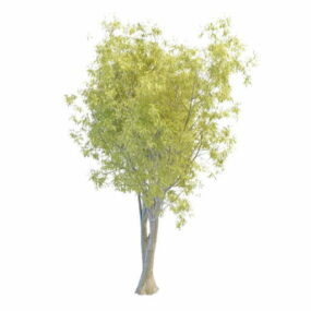 Schwarzes Weidenbaum-3D-Modell