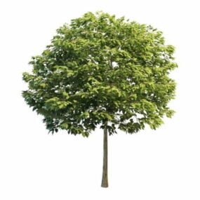Διακοσμητικό δέντρο αυλής τρισδιάστατο μοντέλο