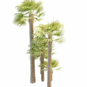 Palmeira de moinho de vento grande e pequeno Modelo 3D