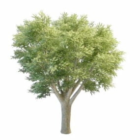 Big Oak Tree 3d model