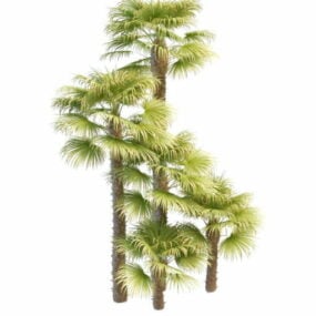 Chinese Windmill Palm 3d model