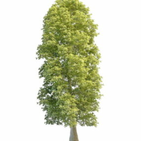 Cypress-pine 3d model