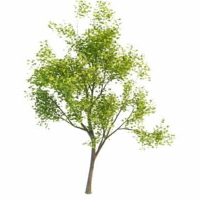 America Maple Tree 3d model
