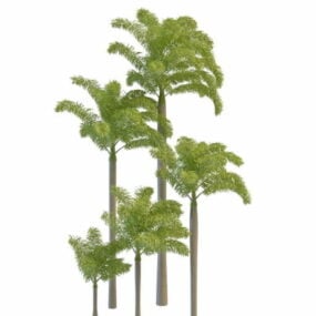 Foxtail Palm Tree 3d-model