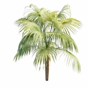 3д модель веерной пальмы Pritchardia Pacifica