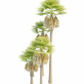 Tall And Dwarf Palmyra Palm Trees 3d model